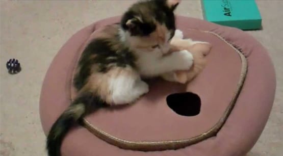 Cute Cat Photo Facebook